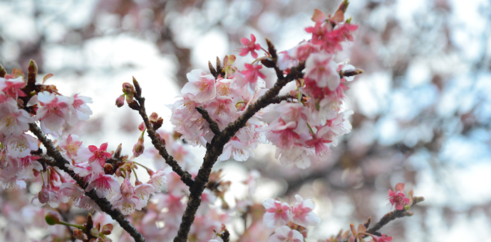 新宿御苑　寒桜