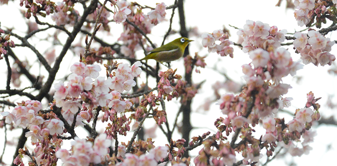 新宿御苑　寒桜　鶯