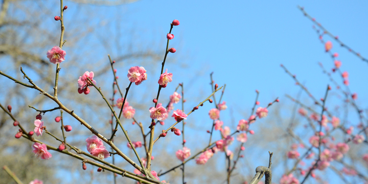 河津桜と紅梅が満開の新宿御苑へ行こう
