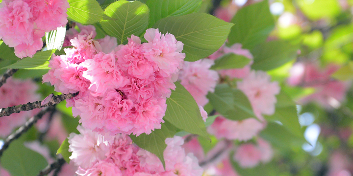 週末は晩春の花が楽しめる新宿御苑へ！