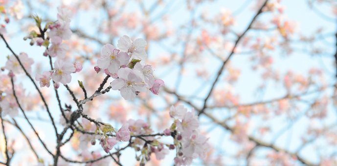 新宿御苑　河津桜