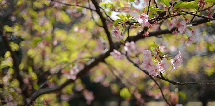 新宿御苑　寒桜　葉桜