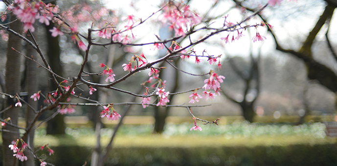 新宿御苑　桜