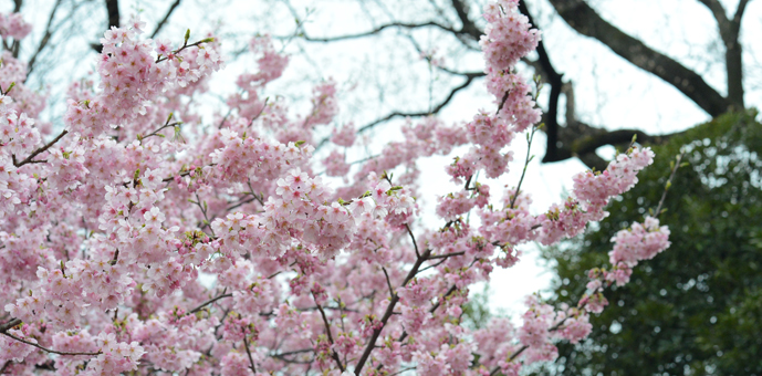 陽光（ヨウコウ）桜
