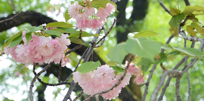 週末は晩春の花が楽しめる新宿御苑へ！