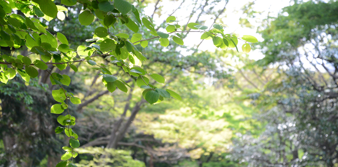 木漏れ日差す新緑も気分転換に最適！